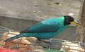 Chlorophanes spiza - male on feeder