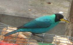 Chlorophanes spiza - male on feeder
