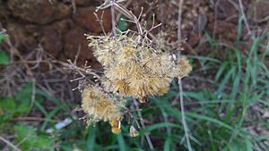 Chromolaena odorata seeds vijayan rajapuram