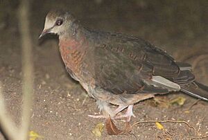 Columba larvata, onvolwassene, Eshowe, Birding Weto, a.jpg