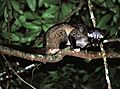 Common Palm Civet (Paradoxurus hermaphroditus) (7781509830)
