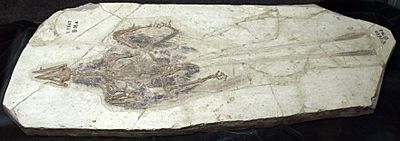 ConfusornisSanctus-PaleozoologicalMuseumOfChina-May23-08