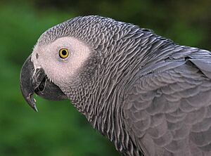 Congo African Grey Parrot -head detail