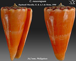 Conus roseorapum 2.jpg