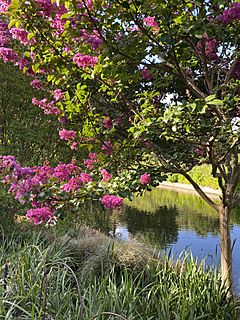 Crepe myrtles, Adelaide Botanic Gardens