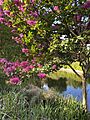 Crepe myrtles, Adelaide Botanic Gardens