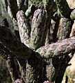Cylindropuntia ramosissima