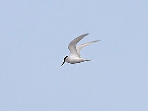 Damara Tern (8077271589).jpg