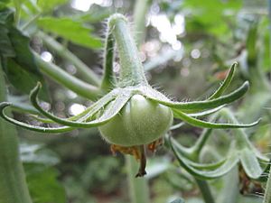 Developing Cherokee Purple Tomato