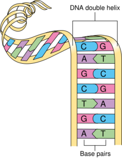 Diagram showing a double helix of a chromosome CRUK 065