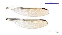 Diphlebia coerulescens male wings (34788170596)