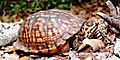 Eastern box turtle in florida.JPG