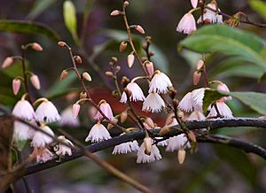 Elaeocarpus reticulatus flowers 2