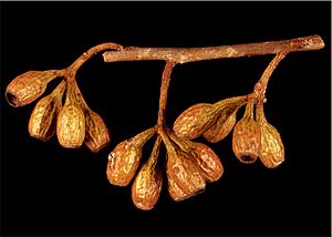 Eucalyptus cylindrocarpa fruit