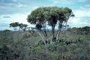 Eucalyptus falcata.jpg
