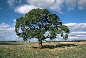 Eucalyptus odorata.jpg