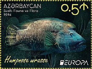 Europa 2024. Underwater Fauna and Flora, stamp of Azerbaijan - 1940