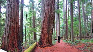 Everyday walk in Heritage Forest , saved from greed in QB ^^ Promenade quotidienne - panoramio