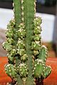 Fairy castles buds