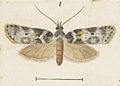 Fig 1 MA I437892 TePapa Plate-XXXI-The-butterflies full (cropped)