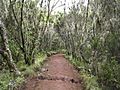 Forest in Marangu route in Kilimanjaro area 001