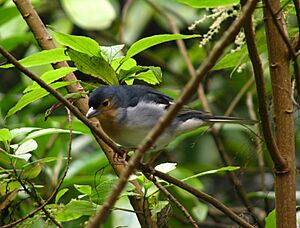 Fringilla coelebs -La Palma, Canary Islands, Spain-8