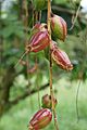 Fruits of Putat (Barringtonia racemosa)