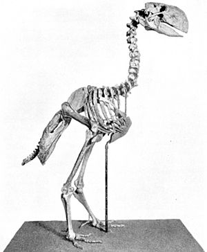 Gastornis skeleton