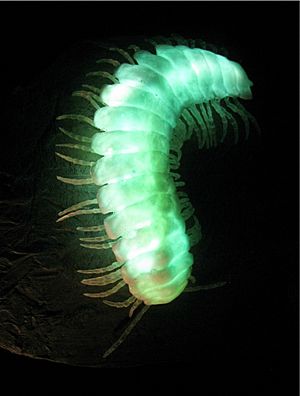 Glowing millipede.jpg