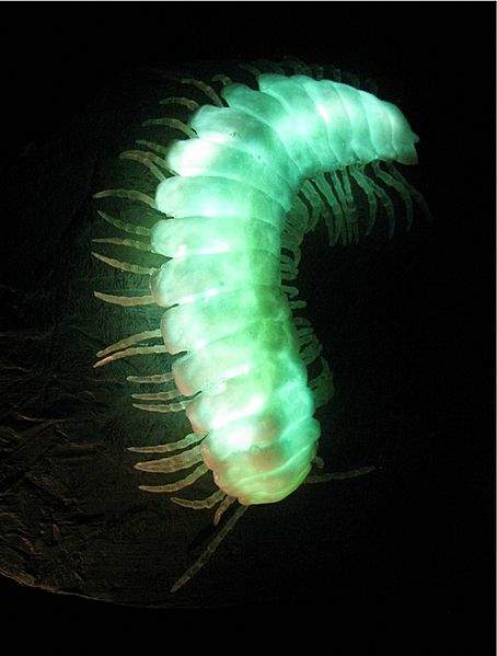 Glowing millipede