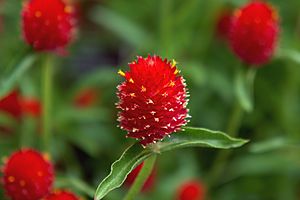 Gomphrena 'Strawberry fields'.jpg
