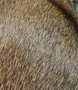 Greyhound fur brindle