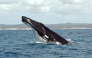 Humpback Whale fg1