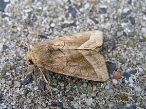 Hydraecia micacea FvL