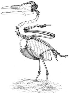 Ichthyornis skeleton