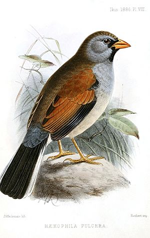 Incaspiza pulchra formerly HaemophilaPulchraKeulemans.jpg