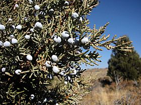 Juniperus occidentalis 8249