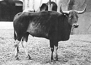 Kouprey at Vincennes Zoo in Paris by Georges Broihanne 1937.jpg