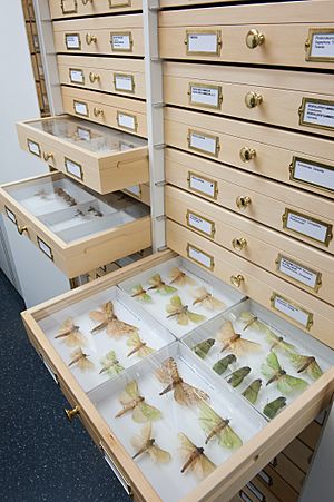 LU-Entomology Research Collection-2015-08 DSC8933.jpeg