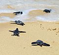 Leatherbacks crawling to the sea