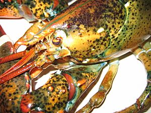 Lobster 05