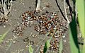 Locusta migratoria part of hopper band