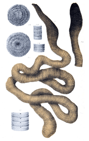 Megascolides australis by Bartholomew.png
