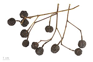 Melia azedarach MHNT.BOT.2007.40.34