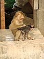 Monkey and Chicken - Don Khon - Laos