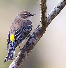Myrtle Warbler - Houston, TX 2