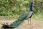National bird - Peacock.jpg
