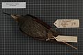 Naturalis Biodiversity Center - RMNH.AVES.19115 2 - Ptiloris magnificus magnificus (Vieillot, 1819) - Paradisaeidae - bird skin specimen