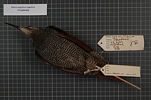 Magnificent riflebird Facts for Kids