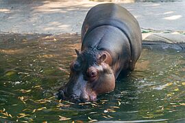 Oregon Zoo, Portland - DPLA - e4add02f810cef015ca6dd3a0387b86e